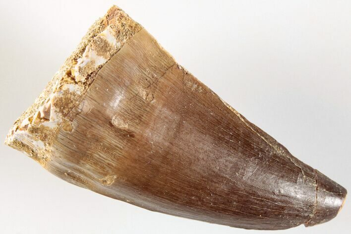 1.9" Fossil Mosasaur (Prognathodon) Tooth - Morocco
